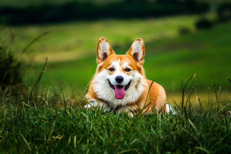 Best Puppy Food For Corgis